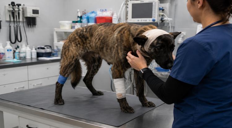 Israeli Settler Brutally Beats Palestinian Family Dog in Occupied West Bank