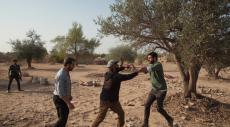 Israeli Settler Assaults Intensify - Olive Trees Uprooted in Bedouin Community