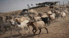 Israeli Troops Steal 250 Goats from Occupied Syrian Territories