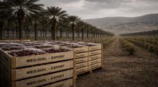 Up to 75% of Israeli Medjool Date Exports Linked to West Bank Settlements