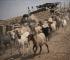 Israeli Troops Steal 250 Goats from Occupied Syrian Territories