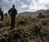 Israel Uproots Thousands of Grapevines in Hebron, Occupied West Bank