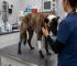 Israeli Settler Brutally Beats Palestinian Family Dog in Occupied West Bank
